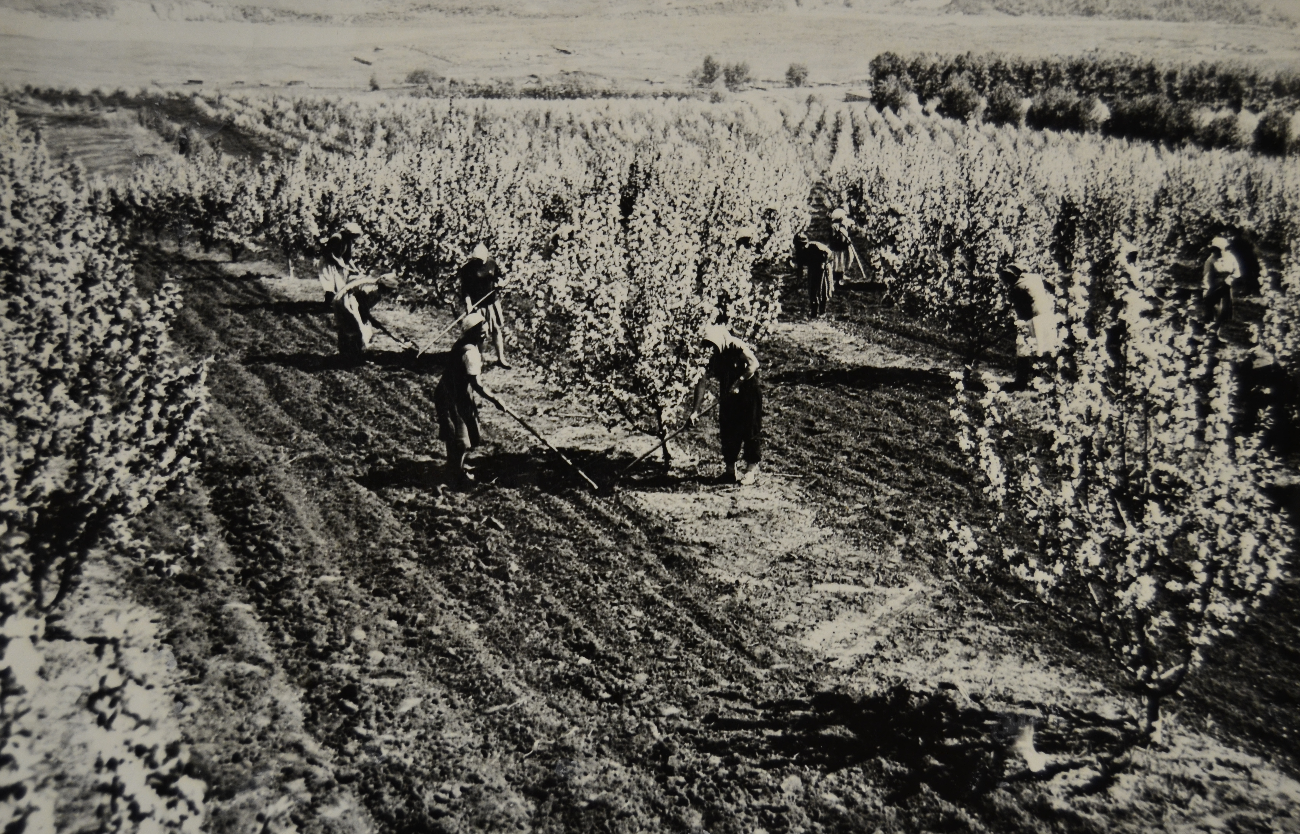 сад 1958 год.